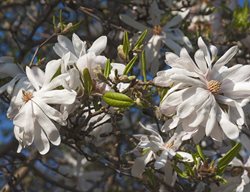 Magnolia Stellate, Centennial, Star Magnolia, White Flower
Shutterstock.com
New York, NY