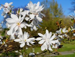 Magnolia Stellate, Royal Star, Star Magnolia
Shutterstock.com
New York, NY