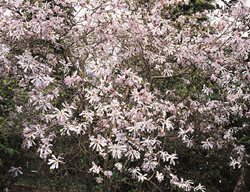 Magnolia Tree, Blooming
Garden Design
Calimesa, CA