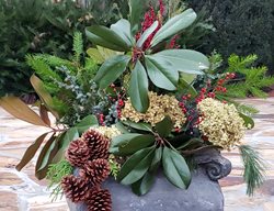 Magnolia Winter Container
Garden Design
Calimesa, CA