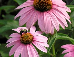 Magnus Coneflower, Echinacea Purpurea
Walters Gardens
