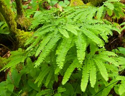 Maidenhair Fern, Adiantum
Garden Design
Calimesa, CA