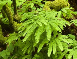 Maidenhair Fern, Fern Leaves, Adiantum Pedatum
Garden Design
Calimesa, CA