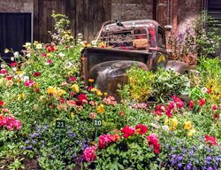 Maine Flower Show, Flower Display
Garden Design
Calimesa, CA
