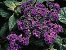 Maine Heliotrope
Proven Winners
Sycamore, IL