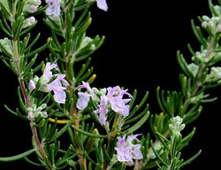 Majorca Pink Rosemary, Pink Flowering Rosemary
Millette Photomedia
