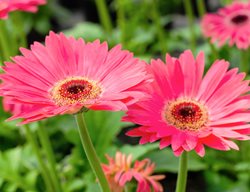 Majorette Pink Halo Gerbera Daisy, Gerbera Jamesonii
Shutterstock.com
New York, NY