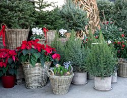 Make A Winter Container
Garden Design
Calimesa, CA