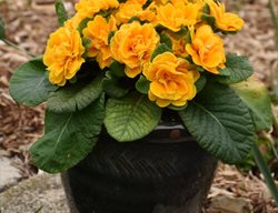 Mandarin Primrose, Primula
Proven Winners
Sycamore, IL