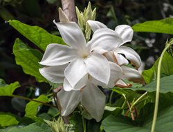 Mandevilla Laxa, Chilean Jasmine
Shutterstock.com
New York, NY