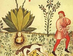 Mandragora_tacuinum_sanitatis
Garden Design
Calimesa, CA