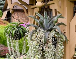 Mangave And Dichondra Hanging Basket
Proven Winners
Sycamore, IL