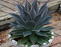 Mangave Lavender Lady In Container
Proven Winners
Sycamore, IL