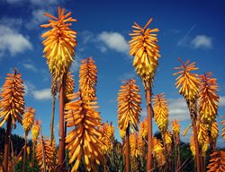 Mango Popsicle Kniphofia, Orange Kniphofia
Shutterstock.com
New York, NY