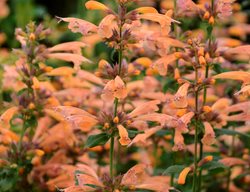 Mango Tango Agastache, Agastache Hybrid
Proven Winners
Sycamore, IL