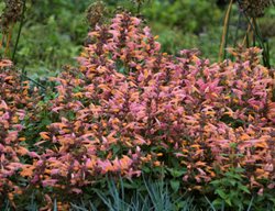 Mango Tango Anise Hyssop, Hummingbird Mint, Agastache
Proven Winners
Sycamore, IL