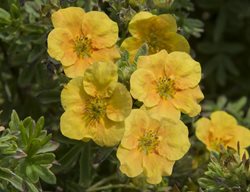 Mango Tango Potentilla, Potentilla Fruticosa, Flowering Shrub
Millette Photomedia
