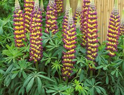 Manhattan Lights Lupine, Lupinus Polyphyllus
Proven Winners
Sycamore, IL