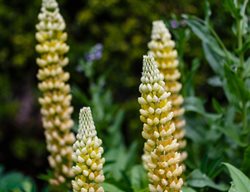 Manhattan Lights, Purple And Yellow Lupine
Alamy Stock Photo
Brooklyn, NY
