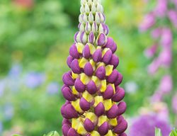 Manhattan Lights, Purple And Yellow Lupine
Alamy Stock Photo
Brooklyn, NY