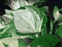 Manjula Pothos, Tropical Plant, White And Green Foliage
Shutterstock.com
New York, NY