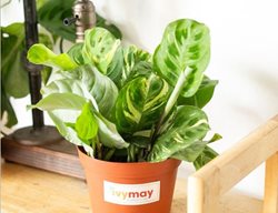 Maranta 'kim', Maranta Leuconeura
Ivy May
Escondido, CA