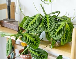 Maranta Leuconeura 'marisela', Marisela Prayer Plant
Ivy May
Escondido, CA
