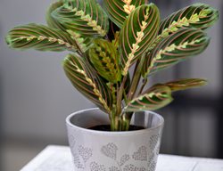 Maranta Plant, Maranta Houseplant
Shutterstock.com
New York, NY