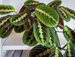 Maranta Prayer Plant, Maranta Leuconeura
Shutterstock.com
New York, NY