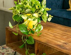 Marble Pothos, Epipremnum Aureum
Ivy May
Escondido, CA