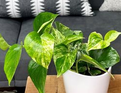 Marble Queen Pothos, Epipremnum Aureum
Proven Winners
Sycamore, IL