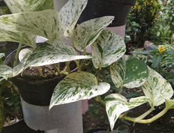 Marble Queen Pothos, Variegated Foliage
Shutterstock.com
New York, NY