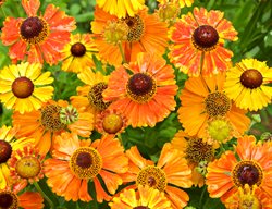 Mardi Gras Helenium, Sneezeweed, Helenium
Garden Design
Calimesa, CA