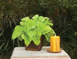 Margarita Ipomoea, Sweet Potato Vine
Proven Winners
Sycamore, IL