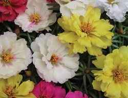 Margarita Mix Portulaca, Portulaca Grandiflora
Millette Photomedia
