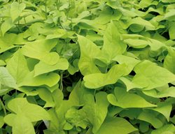 Margarita Sweet Potato Vine, Lime Green Leaves, Ipomoea Batatas
Proven Winners
Sycamore, IL
