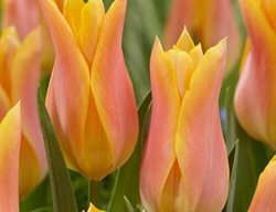 Marianne Lily-Flowered Tulip, Lily-Flower Tulip
Breck's 
