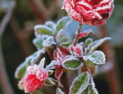 Marianne_majerus-Mmgi
Garden Design
Calimesa, CA