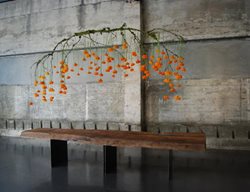 Marigold Centerpiece
Garden Design
Calimesa, CA