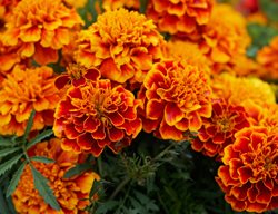 Marigold Flowers, Orange
Pixabay
