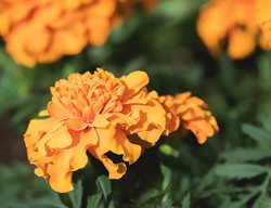 Marigold, Light Orange Flower
Pixabay
