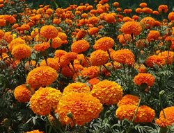 Marigold, Mosquito Repellent Plant
Garden Design
Calimesa, CA