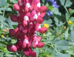 Maroon Bluebonnet, Alamo Fire Lupine
Seedville
