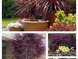 Marsala, Monochromatic, Spring Planting
Garden Design
Calimesa, CA