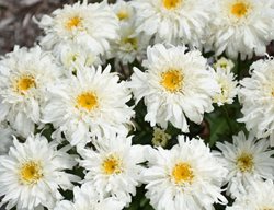 Marshmallow Shasta Daisy, Leucanthemum Superbum
Proven Winners
Sycamore, IL