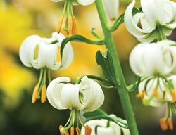 Martagon Lily, Lilium Martagon Album
Garden Design
Calimesa, CA