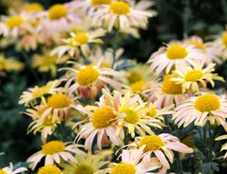 Mary Stoker, Rubellum Mum
Alamy Stock Photo
Brooklyn, NY