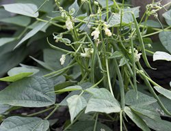 Mascotte Bush Bean, French Green Bean
Garden Design
Calimesa, CA