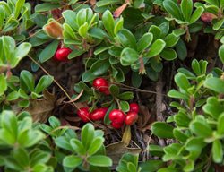 Massachusetts Bearberry, Arctostaphylos Uva-Ursi, Evergreen Foliage
Garden Design
Calimesa, CA
