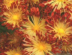 Matchsticks Mum, Spoon Mum
Bluestone Perennials
Madison, OH